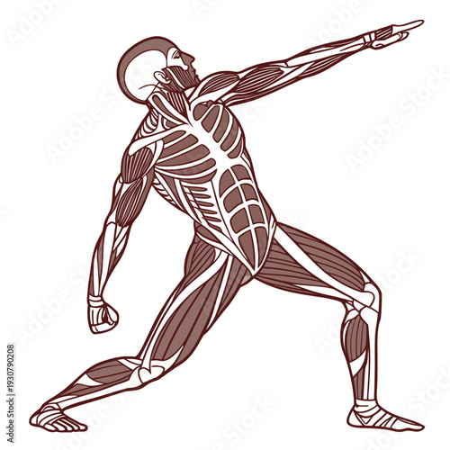 Muscular anatomy of a man in a yoga pose human body
