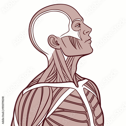 Human upper body muscle anatomy side view
