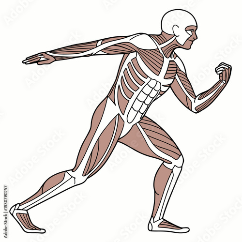 Muscular system of a running man with exposed skeleton