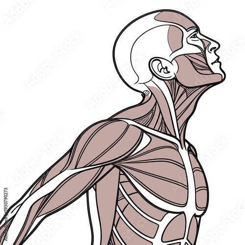 Human upper body muscles anatomy medical