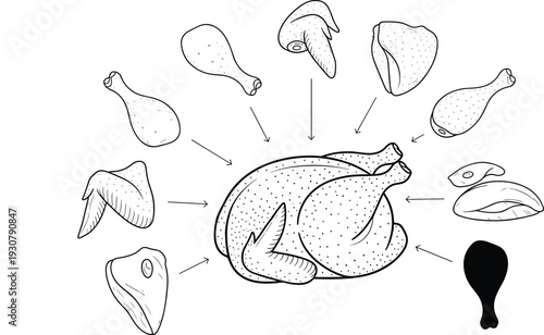 Detailed illustration of a turkey and its body parts