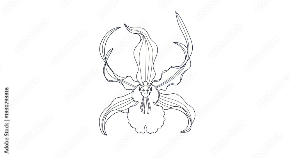 Fototapeta premium Detailed Line Drawing of an Octopus.