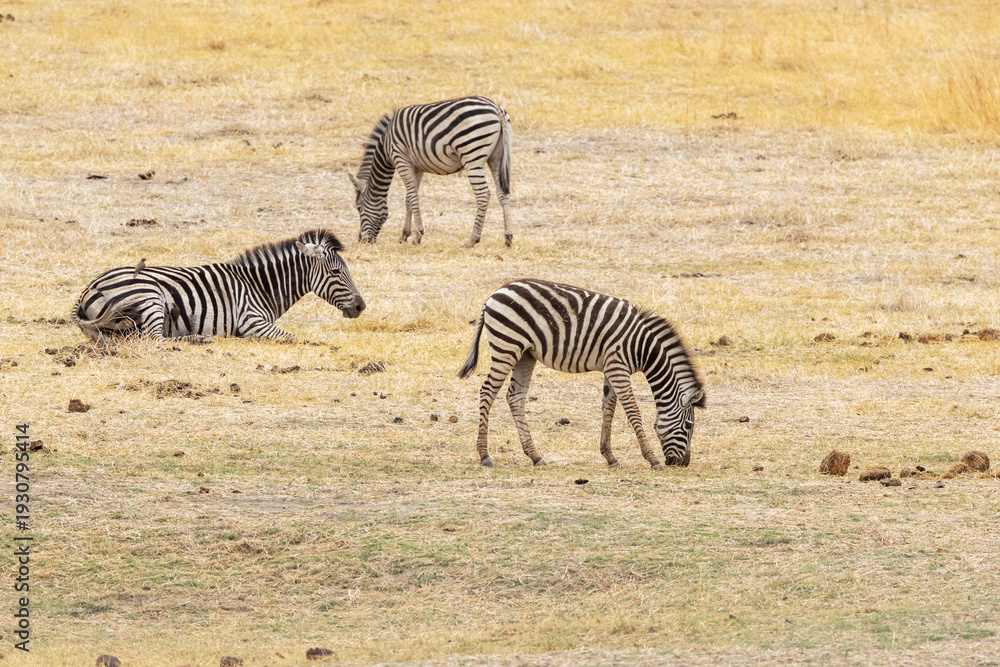 Obraz premium Herd of Burchell's zebras grazing in a dry savannah on a hot day in Zambezi National Park, Zimbabwe