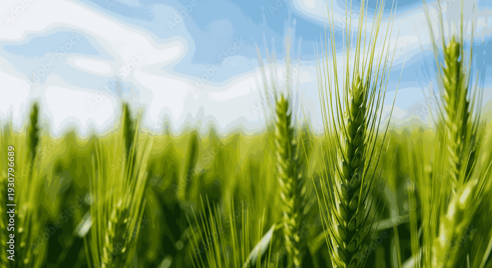 Fototapeta premium Lush green wheat field with mature ears swaying gently in the breeze under a bright blue sky with white clouds