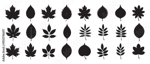 Dark silhouette leaf icons representing various tree species. vector illustration eps 10