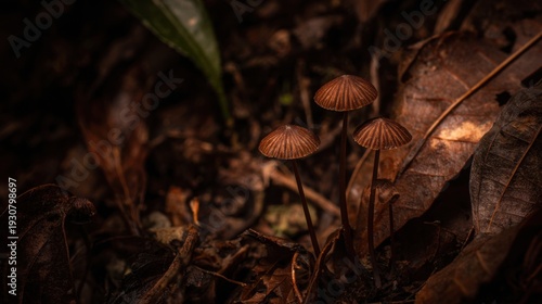 Delicate cluster of small brown mushrooms with visible gills growing amongst forest floor detritus