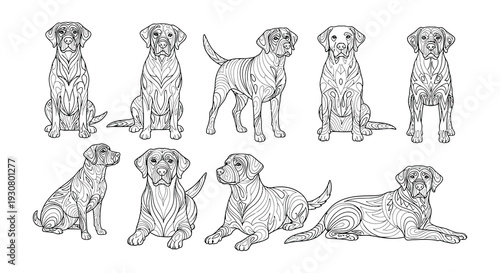 Intricate line art depicting labrador retrievers in various poses