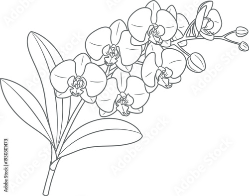 Beautiful line art drawing of an orchid plant stem with developing buds and flowers