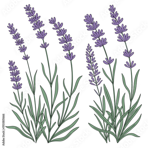 A beautiful illustration of two purple lavender plants with delicate flowers