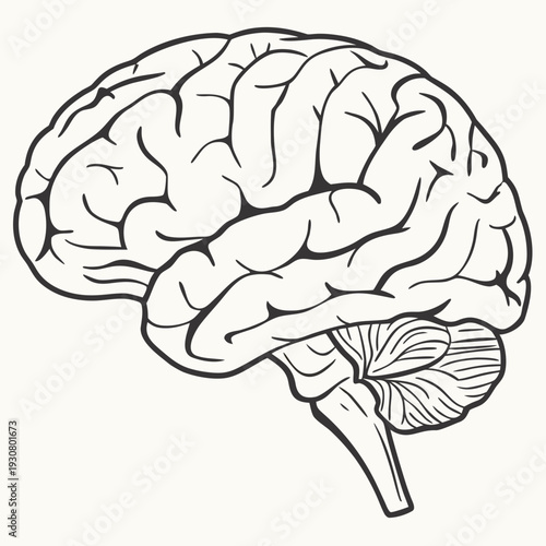 Detailed illustration of the human brain highlighting various regions and structures