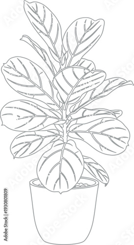 Black line art illustration of a fiddle leaf fig plant growing in a simple flowerpot