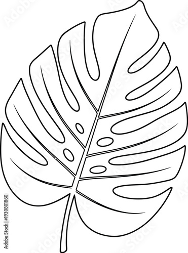 Outline drawing of a monstera deliciosa tropical leaf isolated on white background