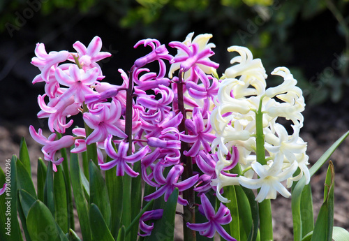 Hyacinths are blooming in the garden