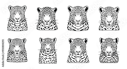 Detailed illustrations of jaguar heads and bodies in various poses