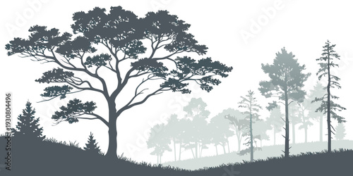 Silhouettes of trees against a hazy sky in a serene forest landscape