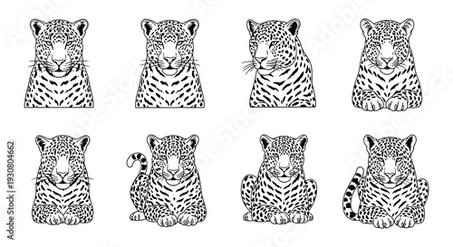 Detailed illustrations of jaguar heads and bodies in various poses
