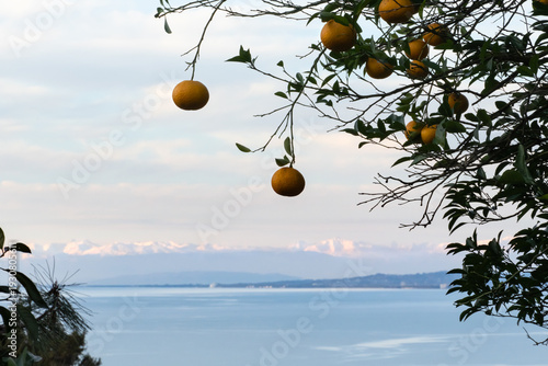 Εκτύπωση καμβά Ripe oranges hanging on tree branches above the calm Black Sea coastline
