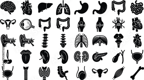 Human organs silhouettes set, anatomy medical icons brain heart lungs kidney vector illustration isolated on white background collection