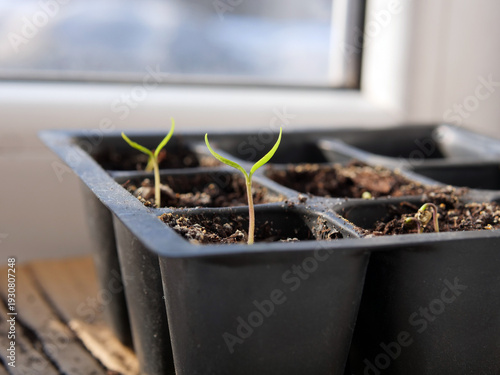 young green pepper seedlings in a black starter tray near a window. horticultural photograph capturing early plant germination and indoor seed starting, for gardening blogs