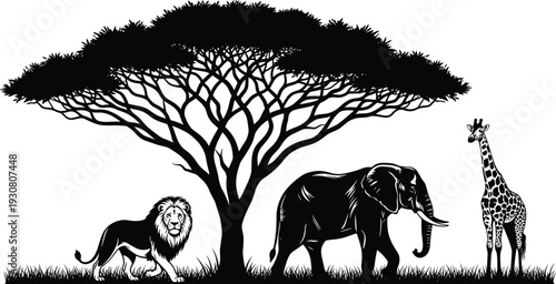 African safari wildlife silhouette vector illustration, lion elephant and giraffe under acacia tree, black and white savanna landscape, nature conservation concept artwork
