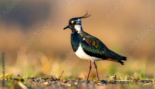 Northern Lapwing in Natural Habitat - A Detailed Portrait.
