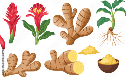 Fresh ginger plant with roots and sliced pieces alongside a bowl of grated ginger