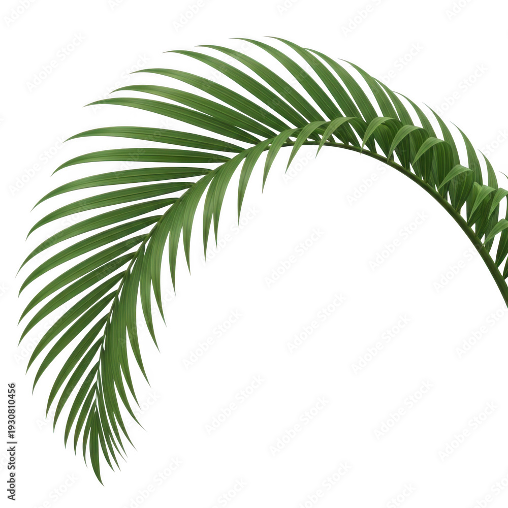 Obraz premium A green palm leaf against a white background isolated on transparent background, illustration