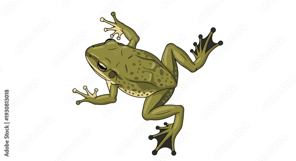 Fototapeta premium Cartoon green frog illustration with spotted skin and splayed legs captured in a dynamic pose against a white background