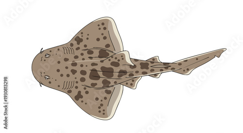 A top-down cartoon illustration of a spotted angel shark with its fins spread wide against a stark white background