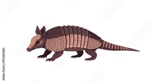 Detailed illustration of a nine-banded armadillo showcasing its unique segmented armor and distinctive physical features for educational or wildlife
