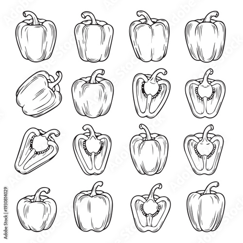 Bell Peppers Collection Hand Drawn Sketch Illustration