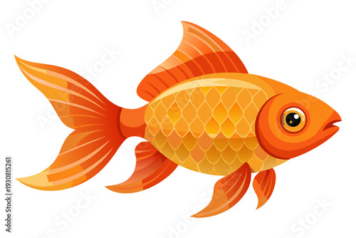 goldfish on white background