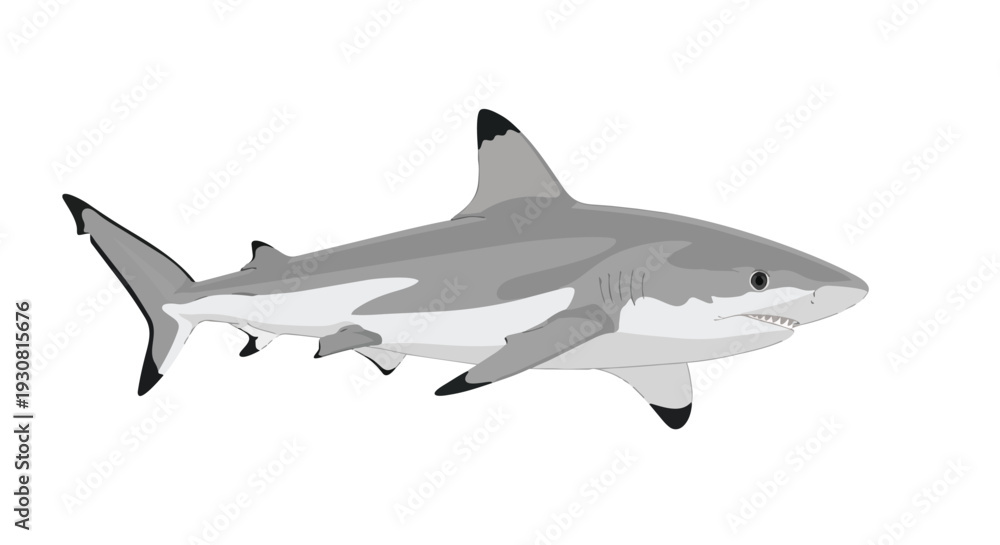 Obraz premium A stylized illustration of a sleek grey reef shark with dark tipped fins, depicted in profile against a pure white backdrop