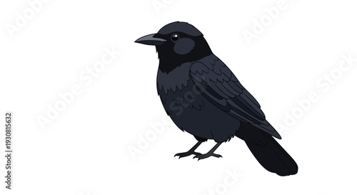 A solitary black crow stands alert against a stark white background, its dark plumage detailed.