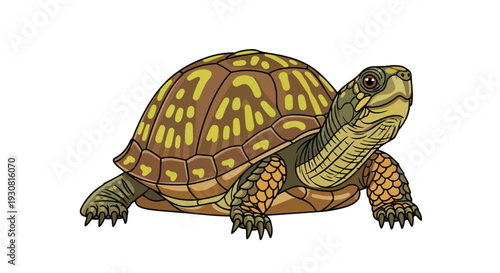 A detailed illustration of a common box turtle in its natural habitat, showcasing its intricate shell patterns and reptilian features