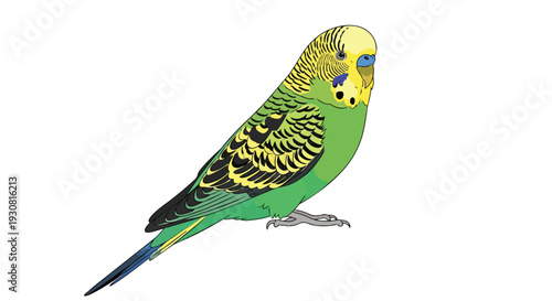 Vibrant illustration of a single green budgie perched in profile against a clean white backdrop, showcasing detailed feather patterns and bright