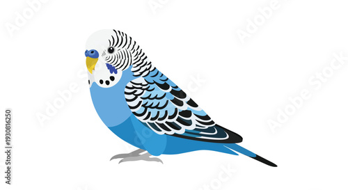 Charming Blue Budgerigar Bird with Intricate Feather Patterns on a Clean White Background