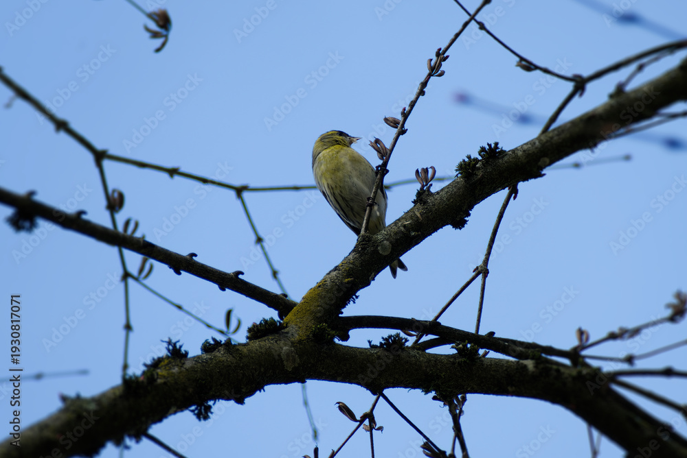 Fototapeta premium Eurasian Siskin (Spinus spinus) sitting on a tree branch in Zurich, Switzerland