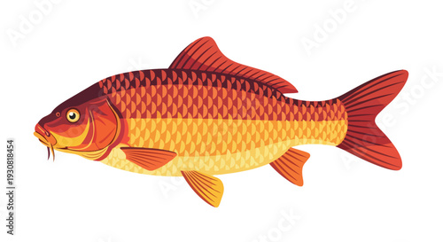 Vibrant illustrated common carp fish with detailed scales and fins on a clean white background