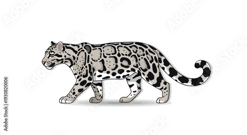 A sleek clouded leopard with distinctive rosette markings walks elegantly against a clean white background, showcasing its unique spotted coat and