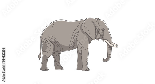 Gray Elephant Illustration with Tusk and Trunk.
