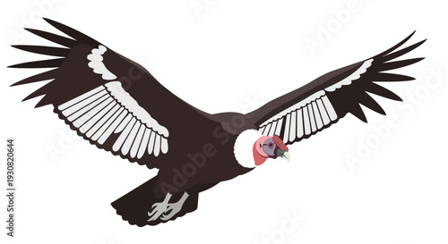 Majestic Andean Condor in Full Flight, a Symbol of Freedom and the Wildness of Nature's Grandeur