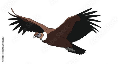 Majestic Andean Condor Soars Through the Skies With Wings Spread Wide in Detailed Illustration