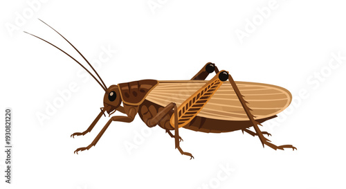 Detailed illustration of a brown cricket with prominent antennae and intricately veined wings poised on a white background
