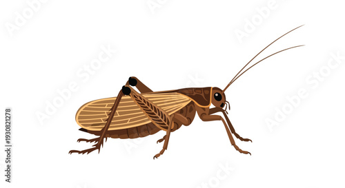 Detailed illustration of a brown cricket with prominent antennae and striped wings on a clean white background