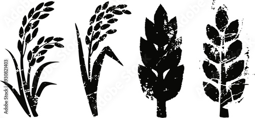 Black grain plant icon set with distressed texture wheat, rice, rye, barley isolated on white background