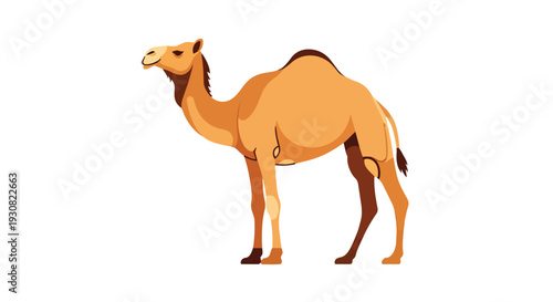 A stylized illustration of a dromedary camel with a single hump, standing against a plain white background, showcasing its desert adaptation