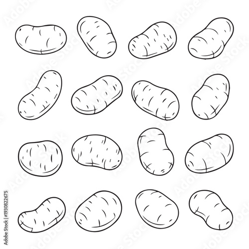 Collection of Hand Drawn Potatoes Isolated on White Background Vector Illustration