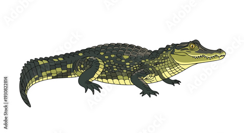 Detailed illustration of a small alligator with a textured scaly body and piercing yellow eyes against a stark white background