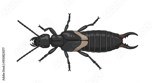 Detailed illustration of an earwig insect showing its segmented body, antennae, and prominent cerci for entomological study or nature education